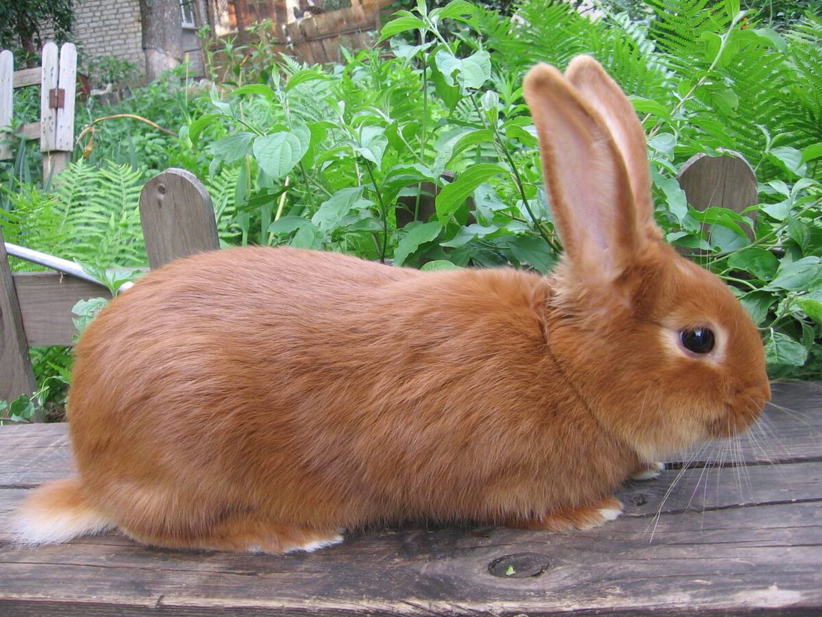 Фото из открытого источника