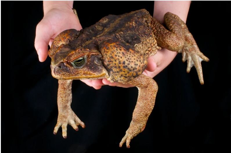 Тростниковая жаба - ядовитый монстр убивающий собак. | Испанская Сова |  Дзен