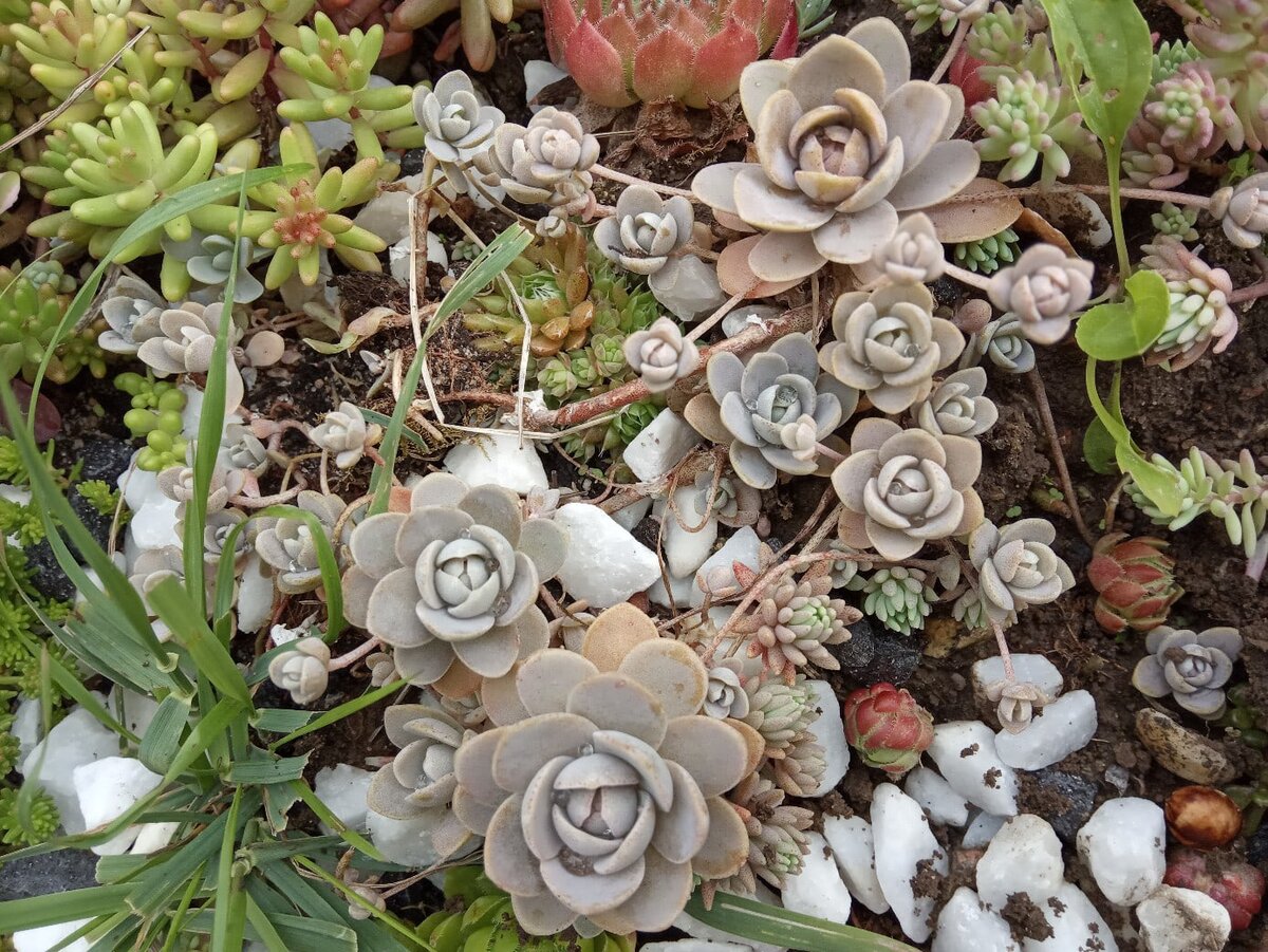 Orostachys iwarenge