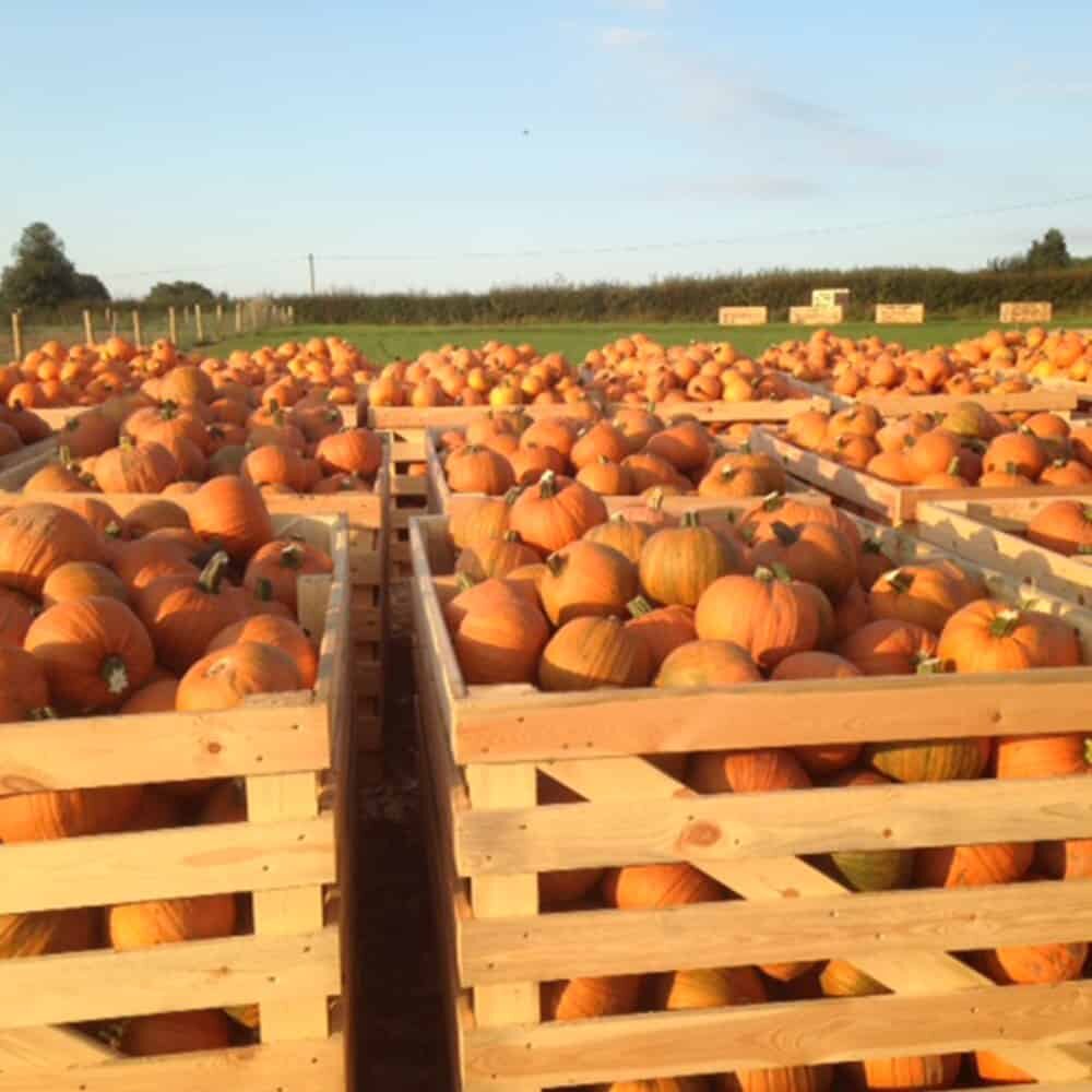 Фото: Foxes Farm