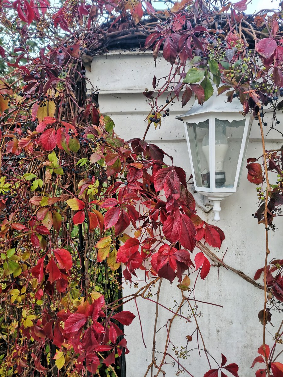 Девичий виноград на ограждении обрезают несколько раз за сезон. 