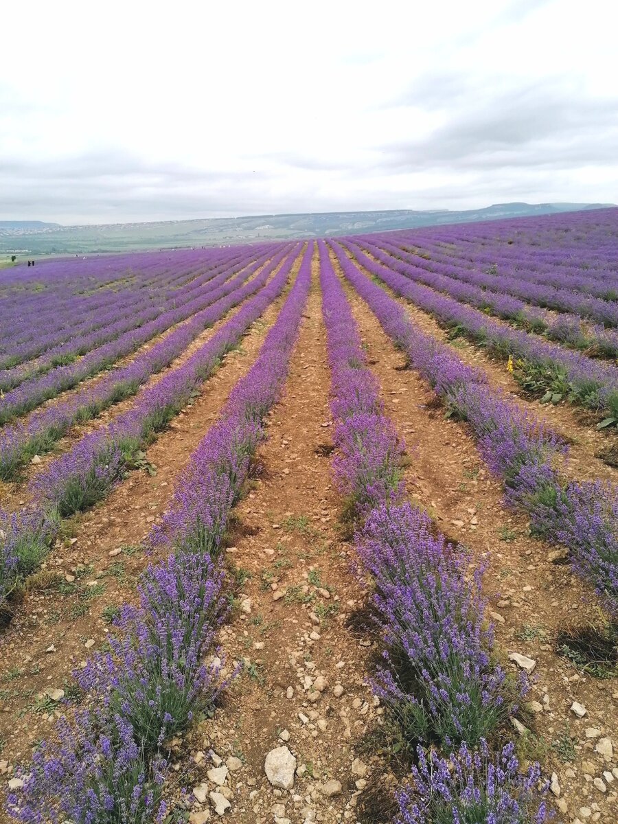 Лавандовое поле село Тургеневка