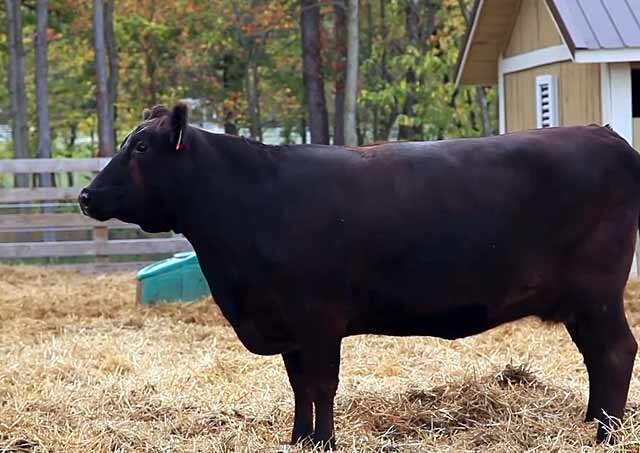 Что делать, если у коровы пропала жвачка?