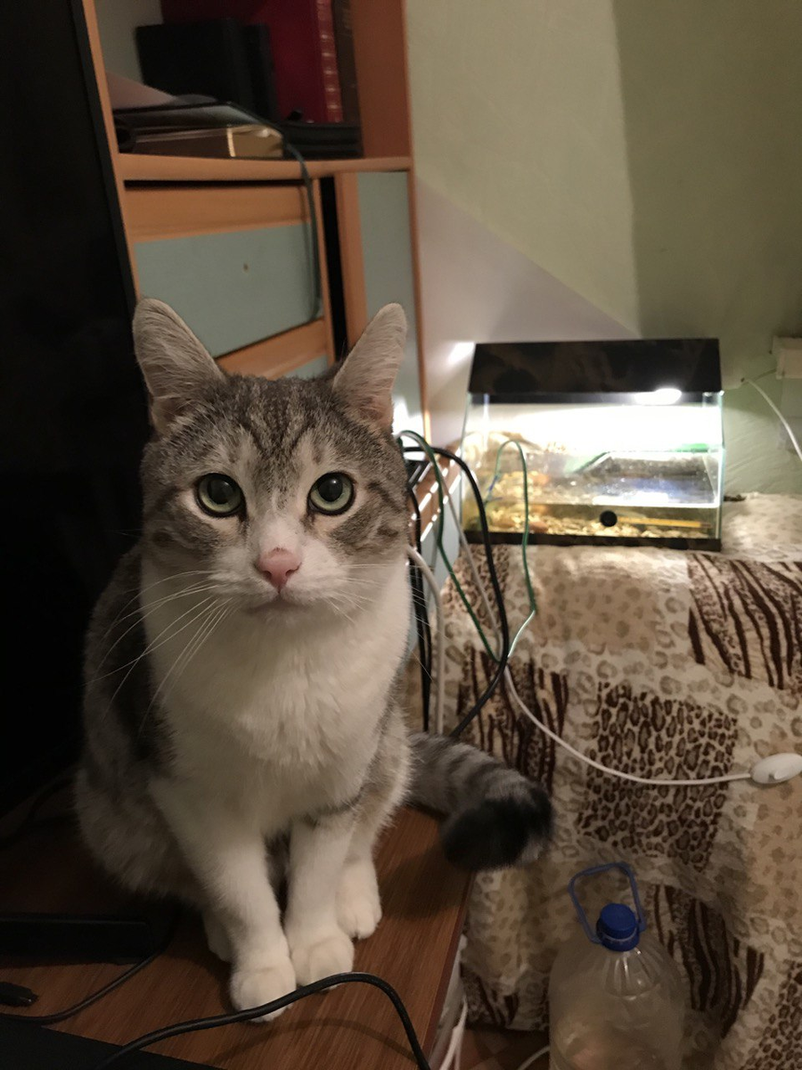 Вот он какой наш Барсик! Фото автора