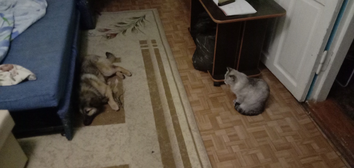 Бдит, зараза пушистая.