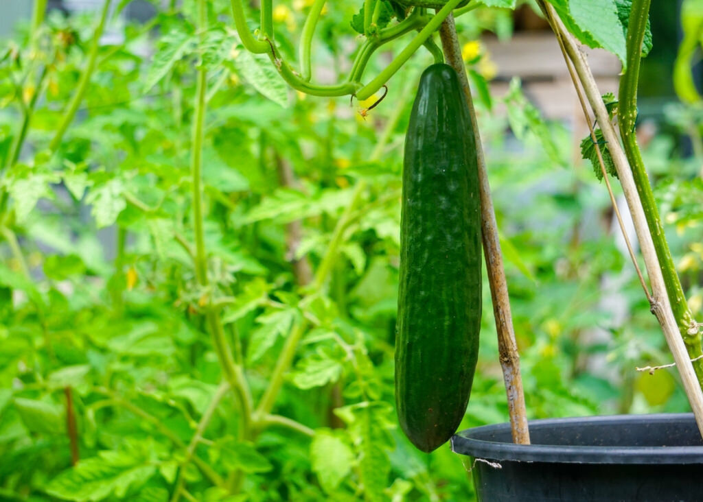 Огурцы дома. Cucumber grow. Огурцы для выращивания в Северном климате. Cucumber Green House field.