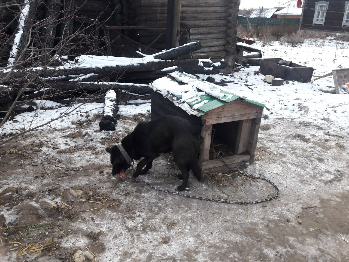 Каштанка в обгоревшей будке на пепелище родного дома | ЯЖИВОЙ Дзен -  спасенные животные в добрые руки г.Перми и Пермского Края 59 регион | Дзен