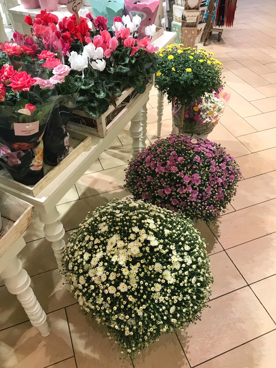 Красота в садовых магазинах 