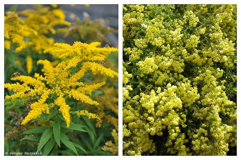 Золотарник и солидастер