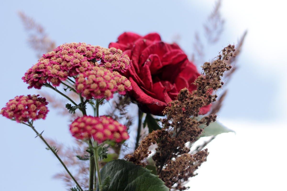 Лето. Фото из моего сада