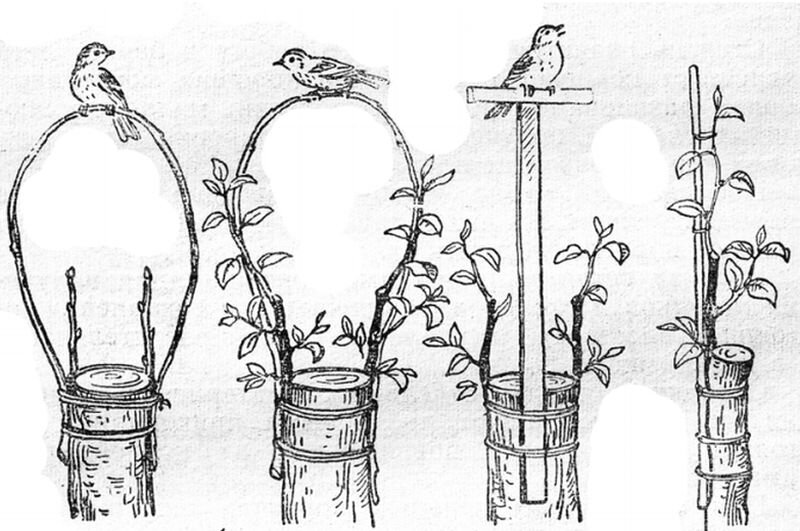 Вот такими способами можно защитить привитый черенок за кору.