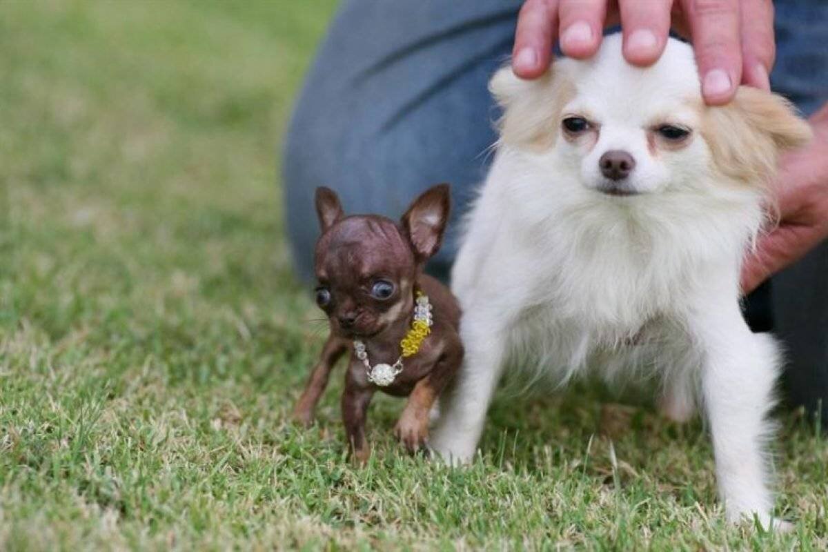 Какая порода самой маленькой собаки