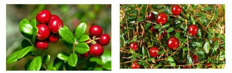 Что ж, тут даже я бессилен.. Все изображения находятся в свободном доступе.  