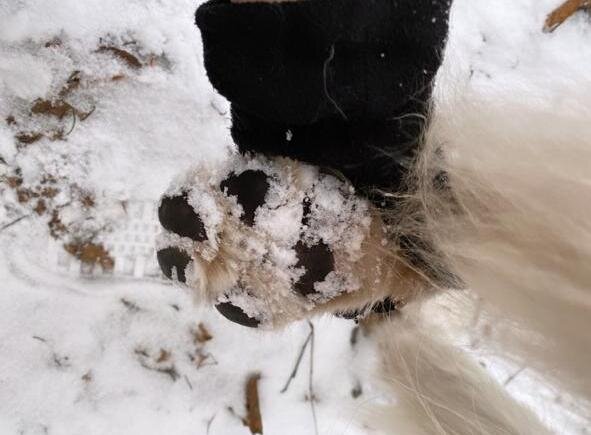 Самой маленькой собачке необходимы ежедневные прогулки даже зимой