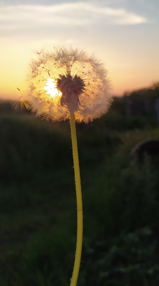 Чем могу, тем и иллюстрирую солнцестояние)) 