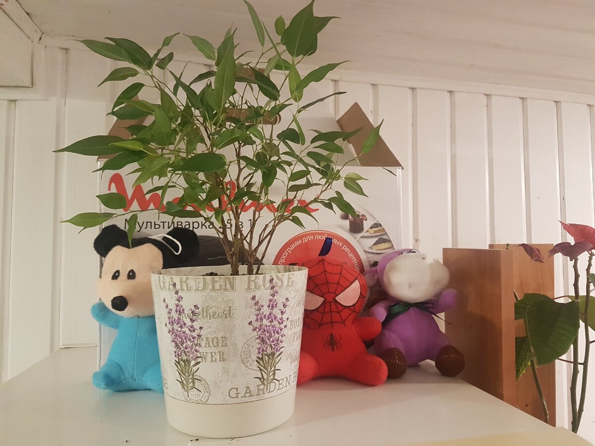 Фикус Беня на холодильнике. Слева: Синий, справа: Мафия и Маугли. 