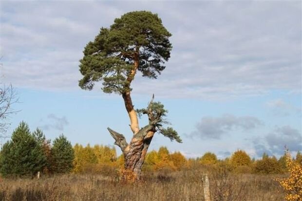 Тверская сосна из деревни Судниково