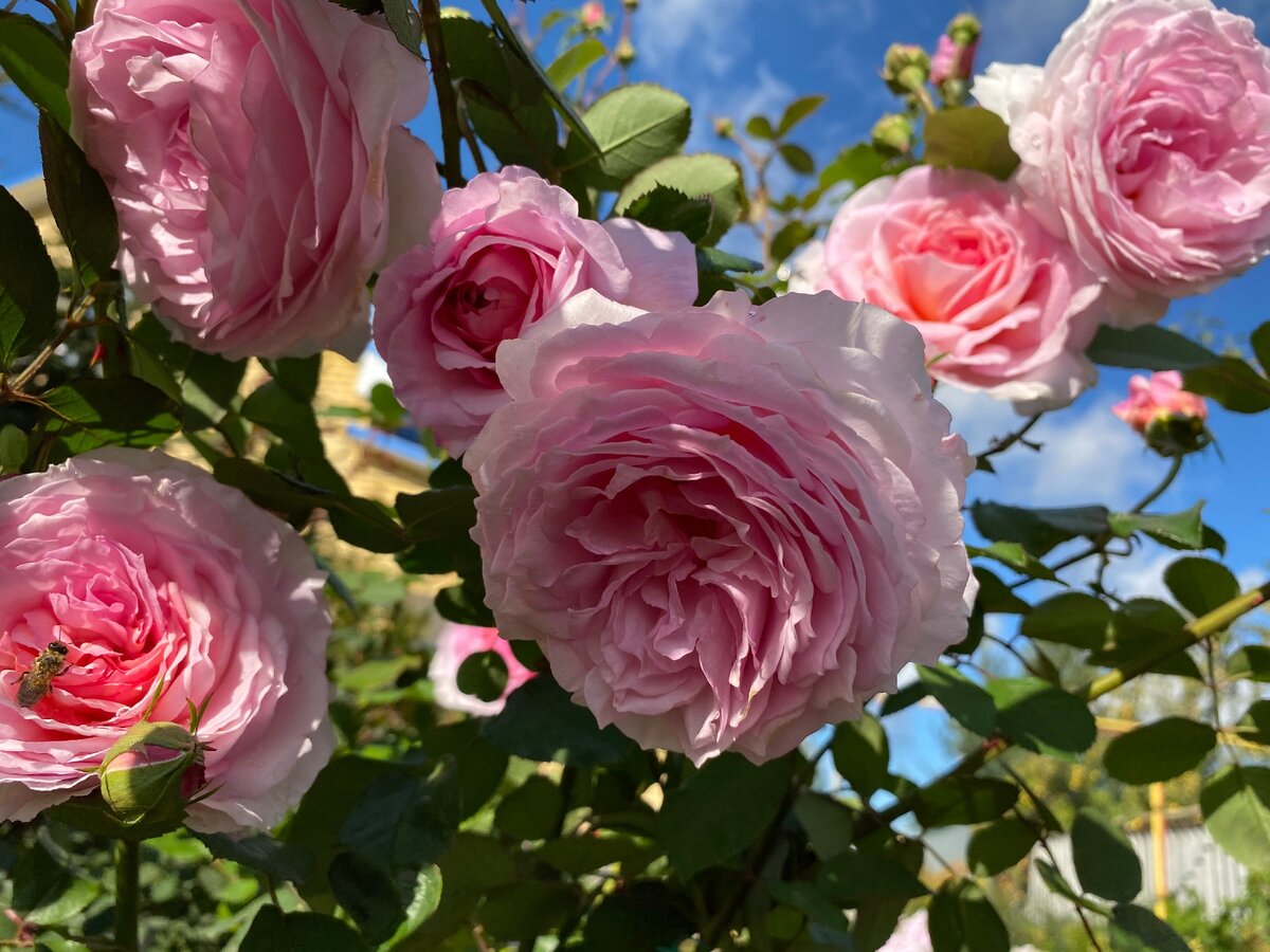 На фото сорт розы Джеймс Гэлвей из моего сада