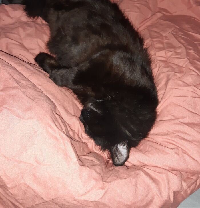 Кот по имени Совесть