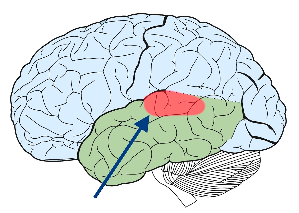 Области доли мозга. Височная зона коры головного мозга.
