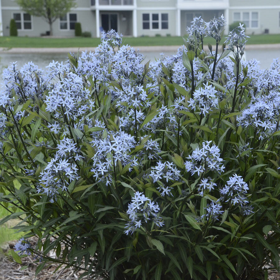 Амсония иволистная