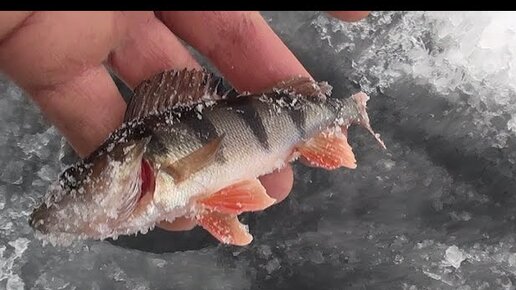 Зимняя рыбалка на Варваровском водохранилище.