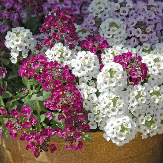 цветы алиссум мэджик циклес микс. алиссум мэджик микс. мэджик циклес. алиссум мэджик циклес. цветок алиссум мэджик циклес.