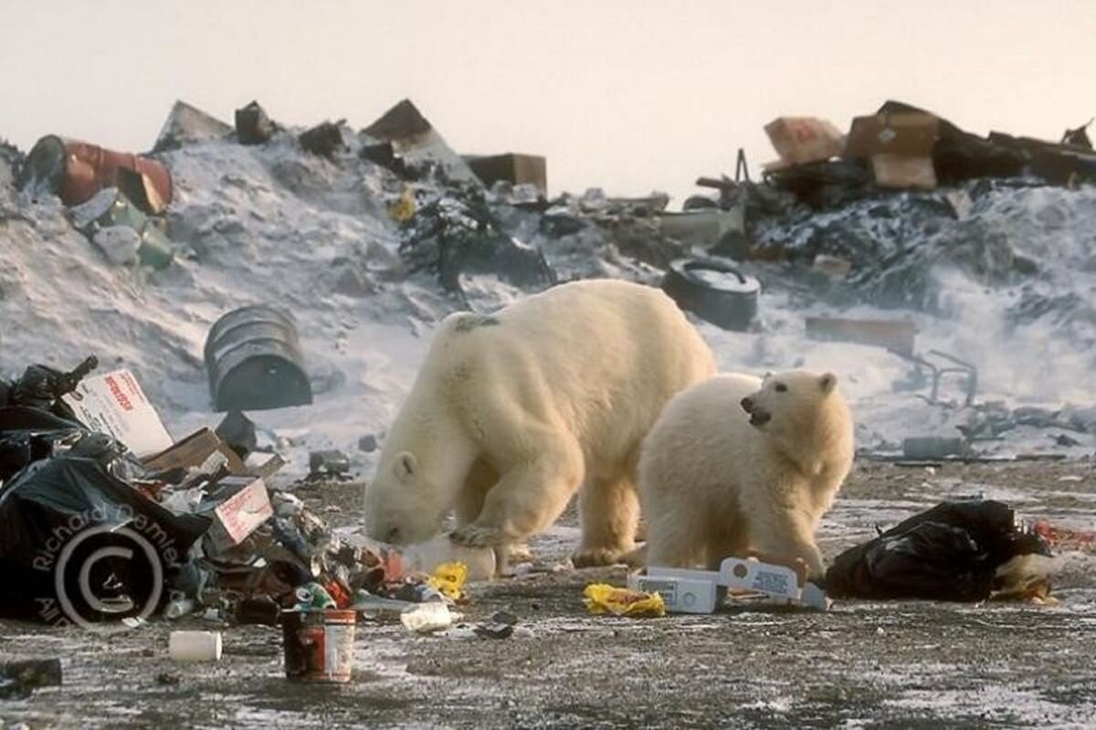 Уничтожение белого. Свалка в Арктике. Экология Арктики.