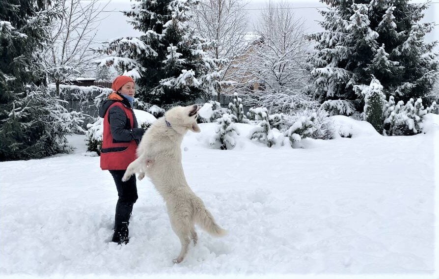 Опасный бросок "на излом". На фото я кинула не высоко, чтобы не травмировать Бэйс. Но часто вижу, как собакам кидают снежок вертикально вверх и за спину. Это очень опасно