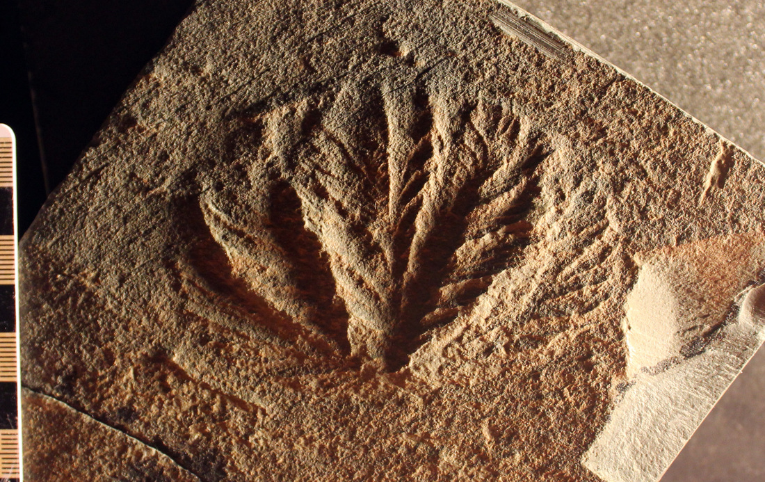 Бридгейтия, обнаруженная на Ньюфаундленде. Находится в коллекции королевского музея в Торонто.