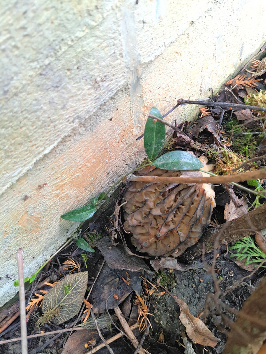 Позже обнаружился еще один, притаившийся за кустом девичьего винограда. Почему-то кругленький, видимо от тяжелой жизни. И еще один маленький под туей