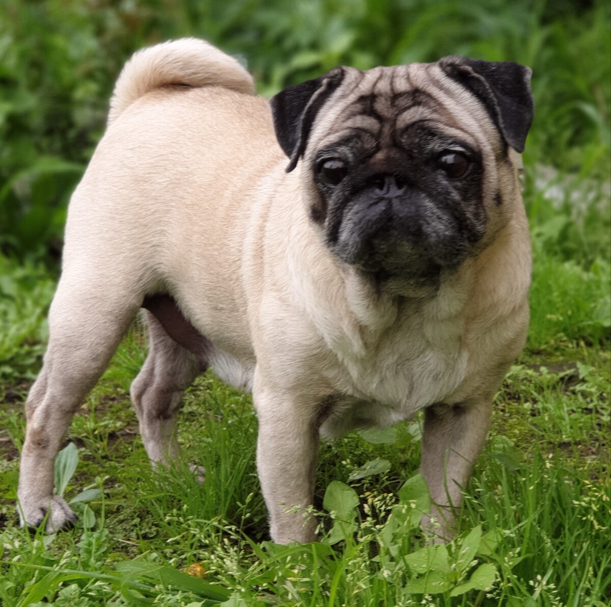 Будет спать с хозяином. Будет смотреть телевизор с хозяином. Будет гулять рядом с хозяином. Мопс - собака для семьи и спокойствия в ней. 