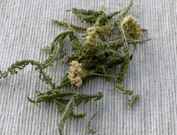 сушонный тысячалистник