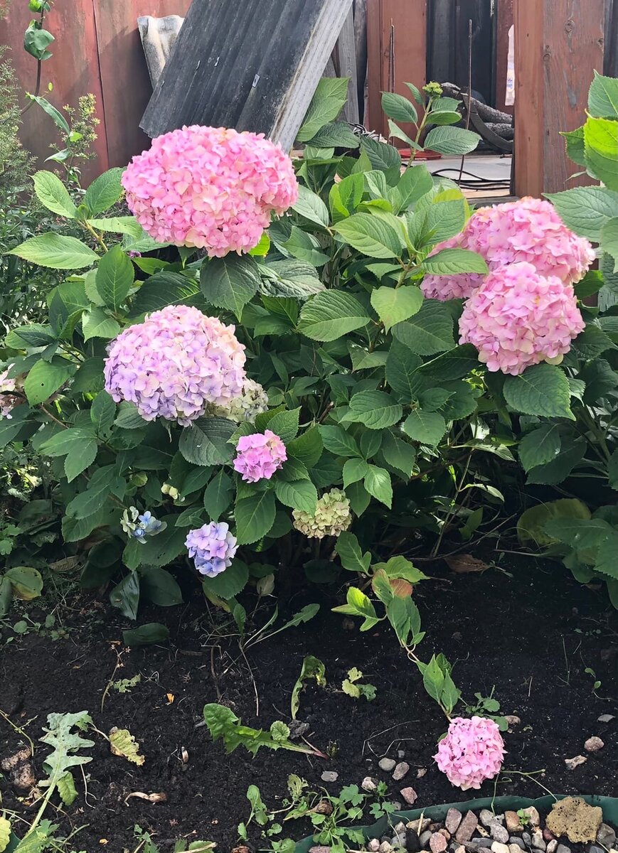 Одна из моих гортензий.