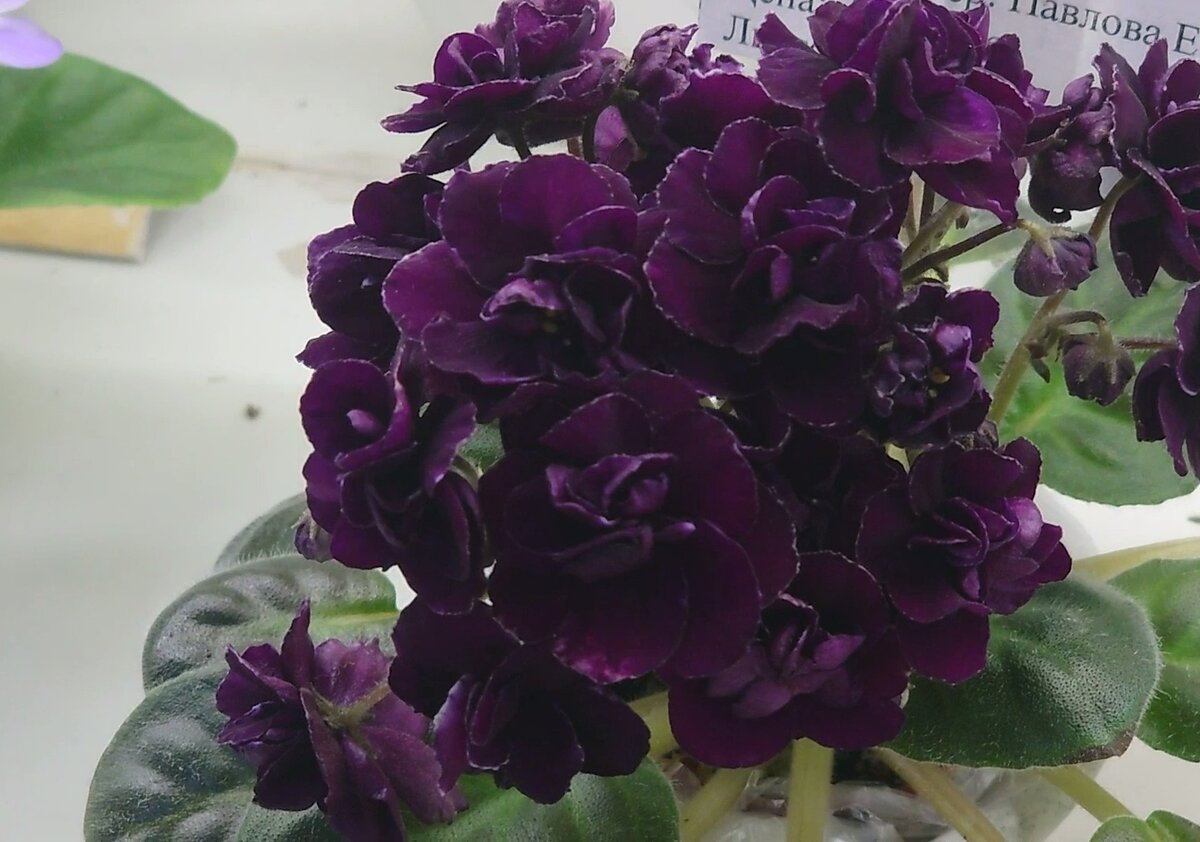 Mac's Black Uhuru (G. McDonald)