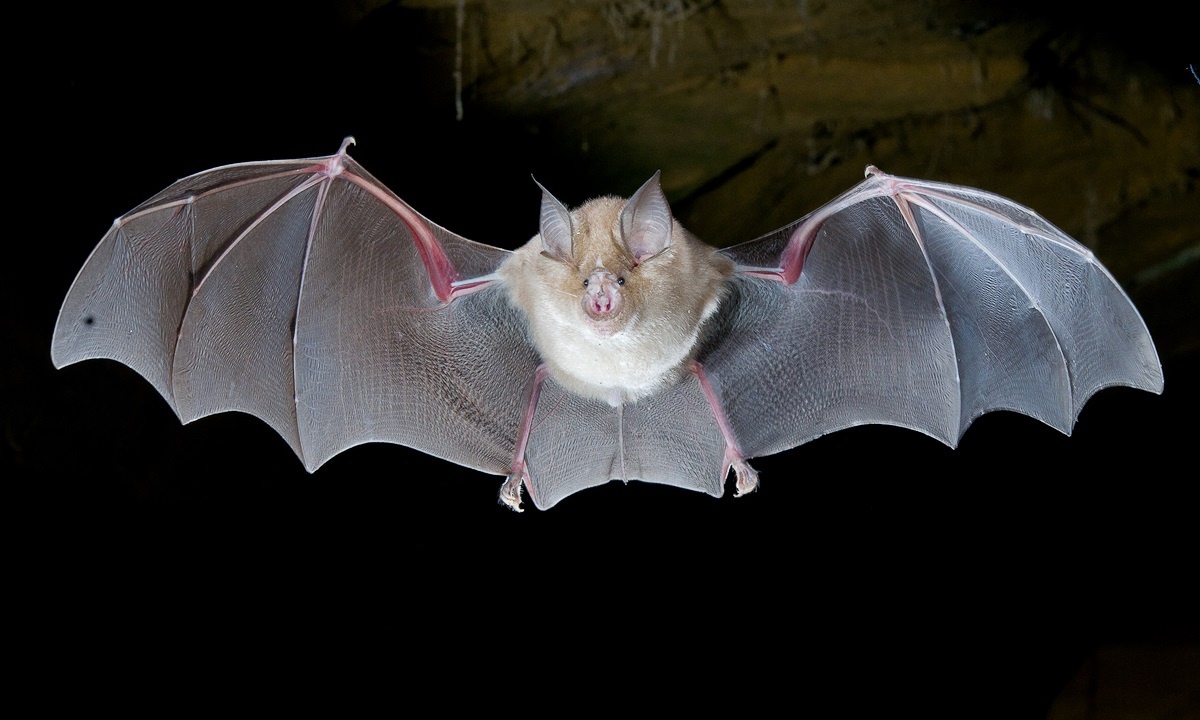 Фото из сети