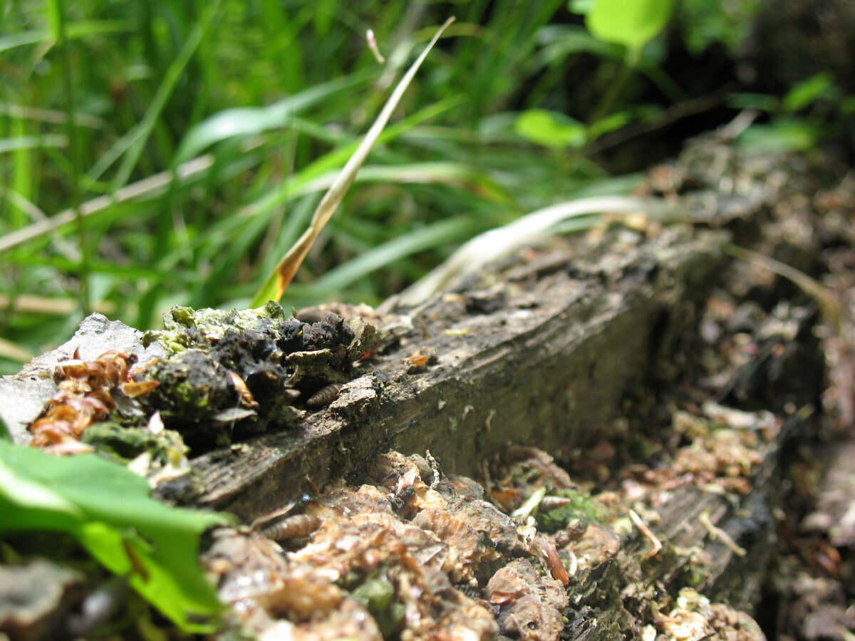 На первый взгляд, ничем не примечательный брусок прогнившего дерева. Кто-то видит что-то необычное? 