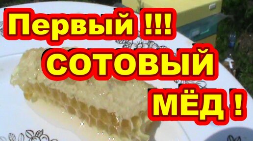 Первый СОТОВЫЙ МЁД ! Начинающий пчеловод !