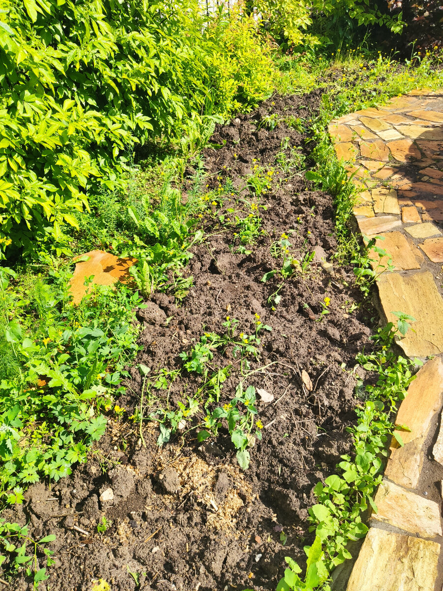 Голая грядка