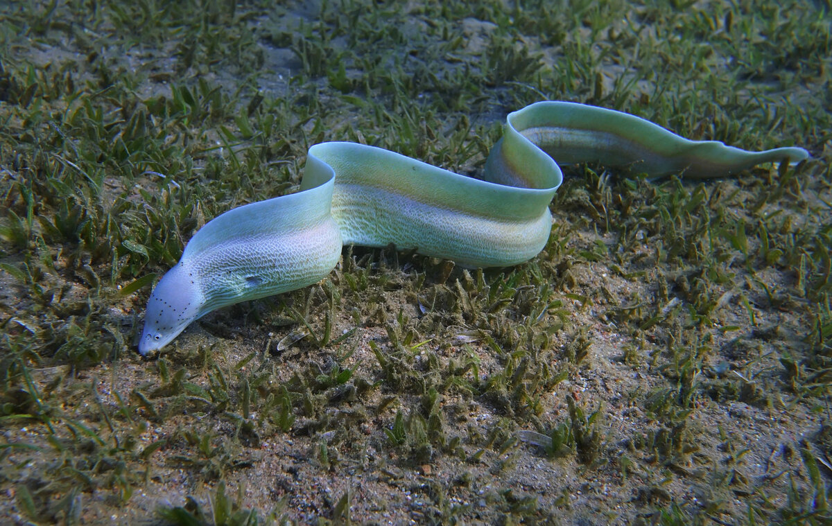 змеи в красном море