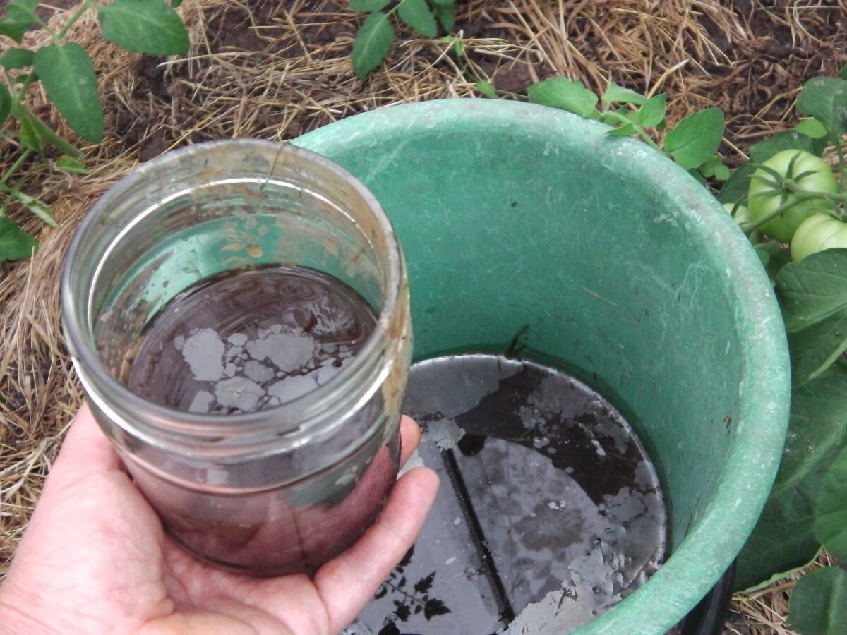 Готовлю свой фитоспорин. Фото автора