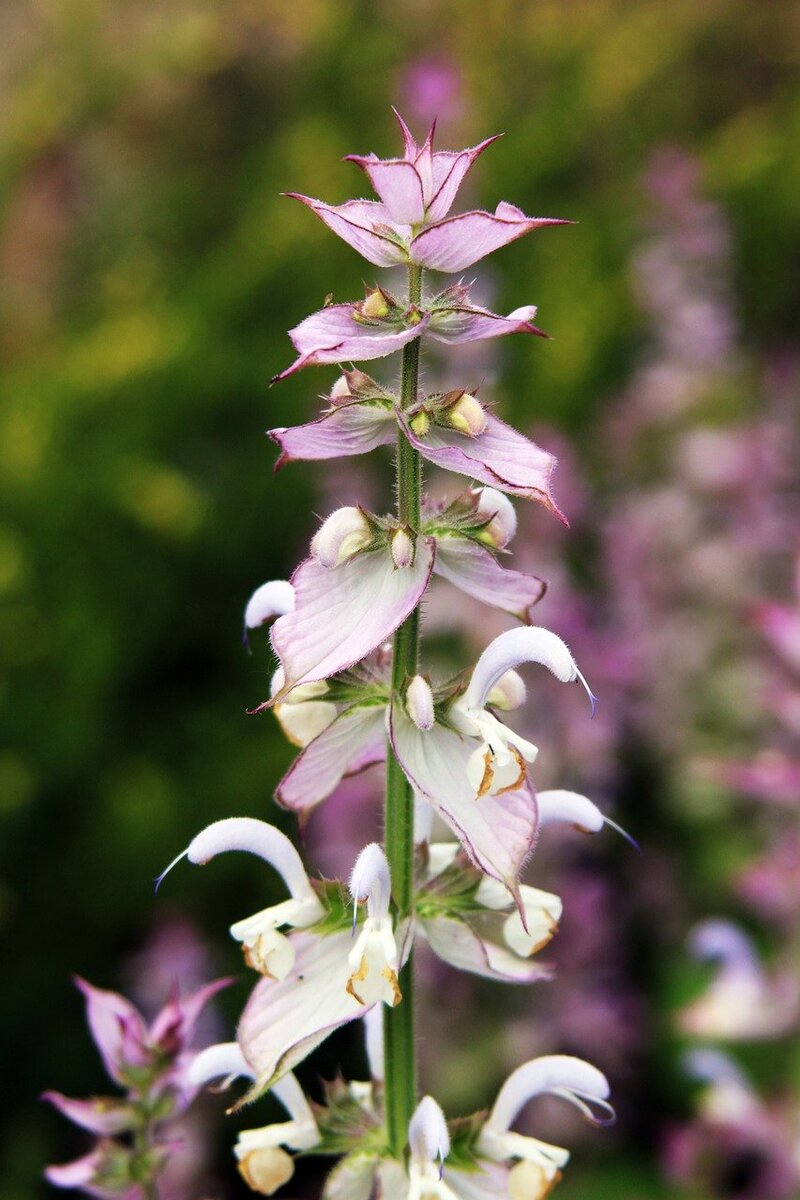 Растение мудрого. Sage Flower. Мудрец растение.