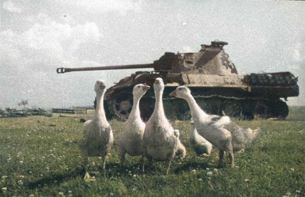 Сожженный немецкий танк Pz.Kpfw. V «Пантера» на белорусском поле. Июль 1944. Автор: Михаил Савин. Источник: waralbum.ru. Фотография использована в качестве иллюстрации.