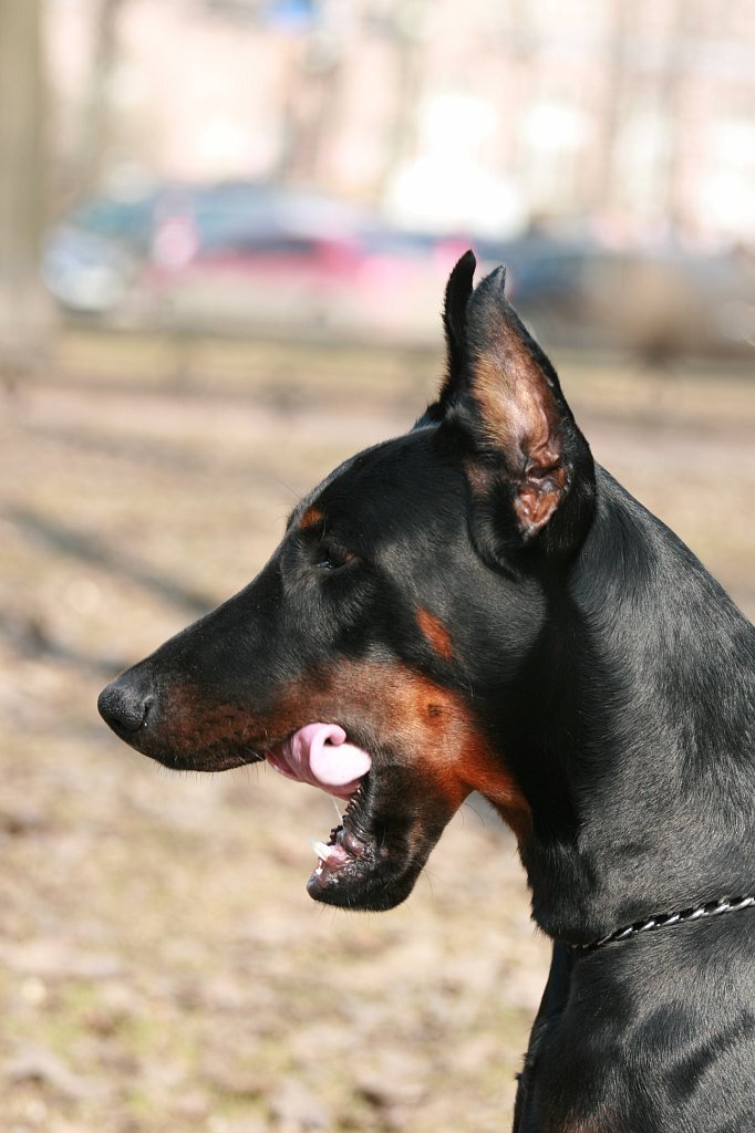 Мастер класс по закатыванию языка 