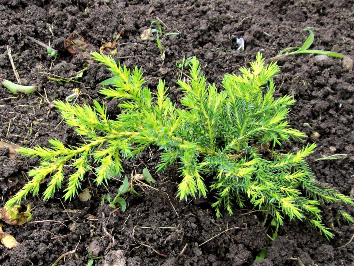 Daub's Frosted Juniper