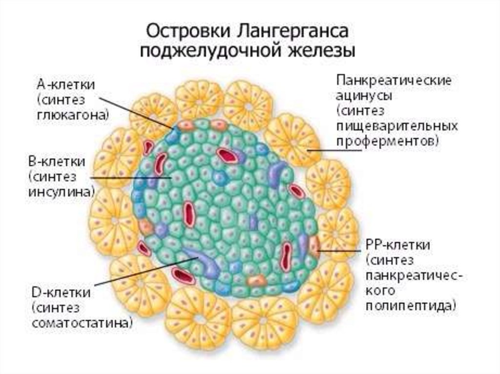 Гормон Альфа-клеток островков Лангерганса поджелудочной железы. Клетки островков Лангерганса поджелудочной железы. Механизм действия инсулина и глюкагона биохимия. Глюкагон и Синтез гликогена.