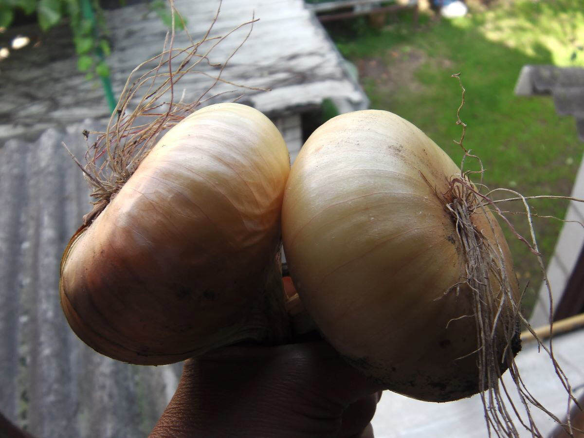 Урожай лука всегда на высоте. Фото автора