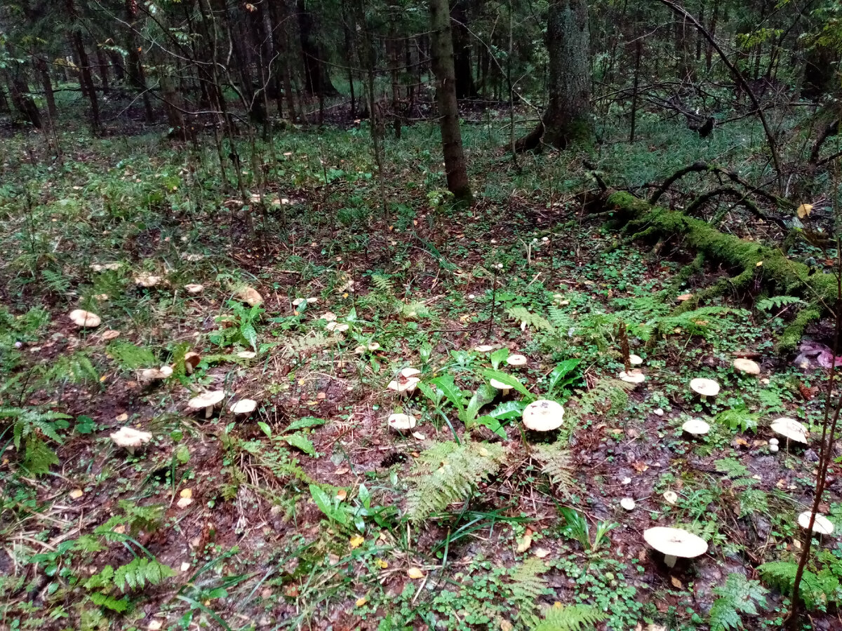 Валуев в этом году - море. Но собирать я их не собираюсь. Фото авторское