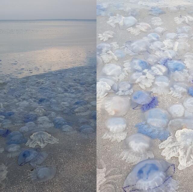Не море, а холодец...