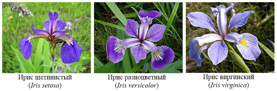 Фото ирисов из Интернета